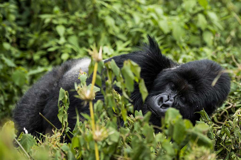 Gorillas in the Mist!