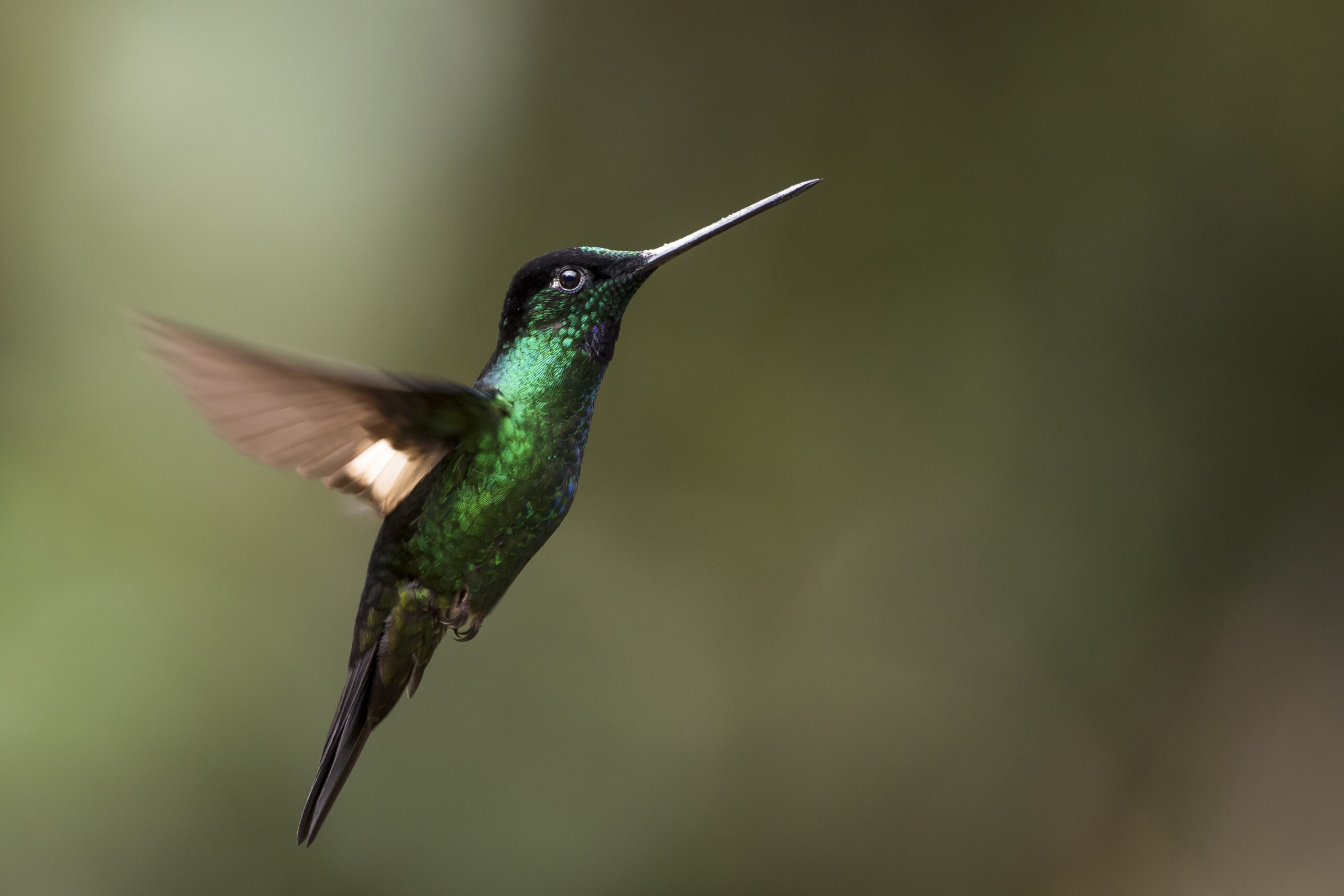 Birdwatching in Costa Rica: Top Spots for Avian Enthusiasts